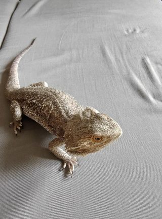 Záběr v režimu makro