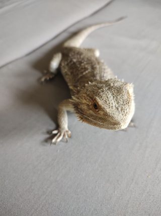 Fotka za dobrého osvětlení