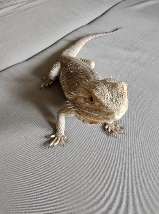 Záběr v režimu makro