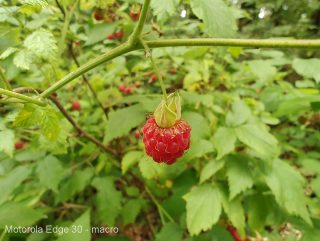 Motorola Edge 30 fotografie macro-08