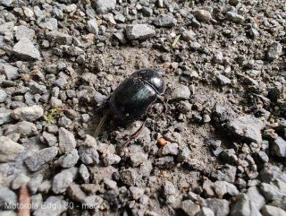 Motorola Edge 30 fotografie macro-09