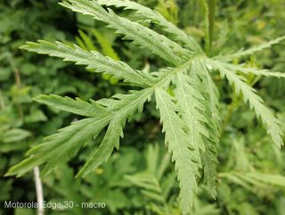 Motorola Edge 30 fotografie macro-12