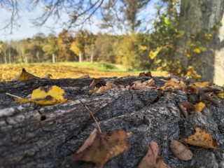 IMG 20241028 103913903 HDR